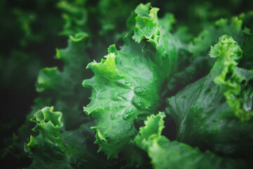 Closeup of rows of organic healthy green lettuce plants. Local vegetable planting farm. Fresh Green...
