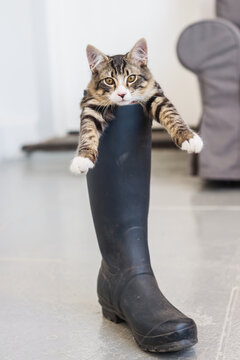 funny little kitten in a gumboot