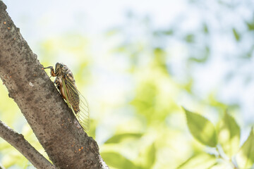 Obraz premium A Black Cicada Insect on The Tree in Summer in Japan, Insect or Bug Image, Fixed Shooting, Nobody 