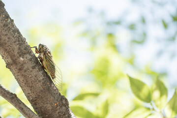 A Black Cicada Insect on The Tree in Summer in Japan, Insect or Bug Image, Fixed Shooting, Nobody	