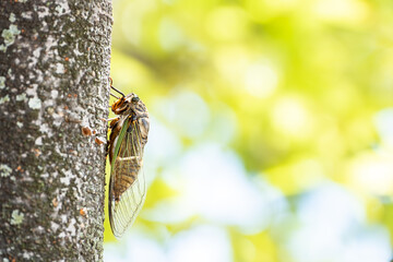 A Black Cicada Insect on The Tree in Summer in Japan, Insect or Bug Image, Nobody	