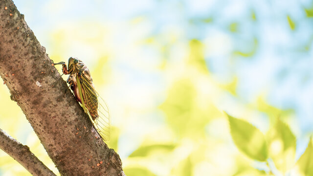 A Black Cicada Insect on The Tree in Summer in Japan, Insect or Bug Image, Nobody	