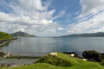 Sheep and lambs on The Braes on Skye, Scotland
