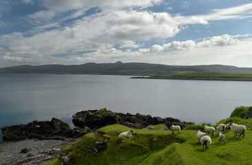 Fototapeta na wymiar Sheep and lambs on The Braes on Skye, Scotland