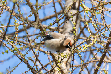 Waxwing (Bombycilla garrulus)