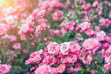 Rose flower on background blurry pink roses flower in garden of roses. Soft focus