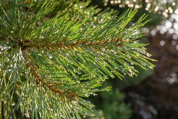 Obraz premium Branch of pine with rain drops