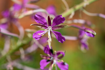 Fototapeta na wymiar Closeup of the fireweed flower