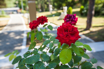 Fototapeta na wymiar Beautiful red roses in garden on summer