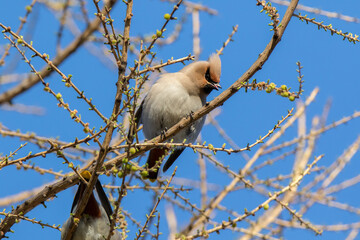 Waxwing (Bombycilla garrulus)