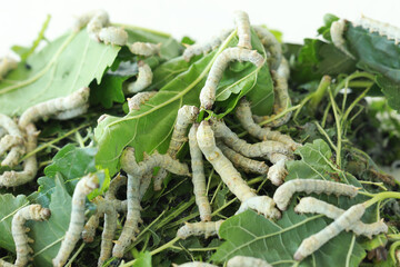 Silkworm is feeding with mulberry leaves. Silk worm close-up.