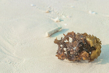 White beach sand corals and shells on Rasdhoo Atoll Maldives.
