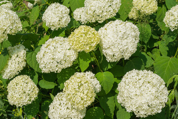 Hortensia (Hydrangea macrophylla) flower heads