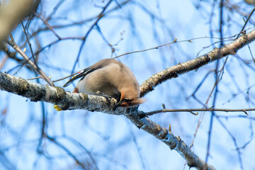Waxwing (Bombycilla garrulus)