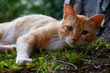 cat on grass