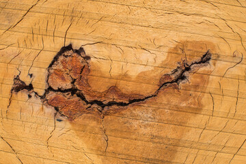 Fototapeta na wymiar The texture of a rotten tree stump natural background pattern