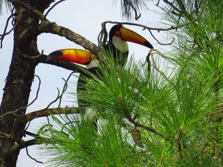 Rolgordijnen toucan on a branch © Andre Uchoa