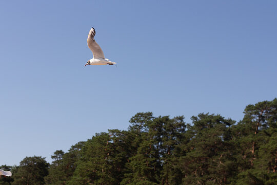 Baltic silver seagull. Larus argentatus. Komarovo. Saint-Petersburg