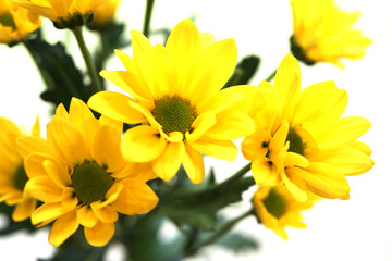 黄色い小菊