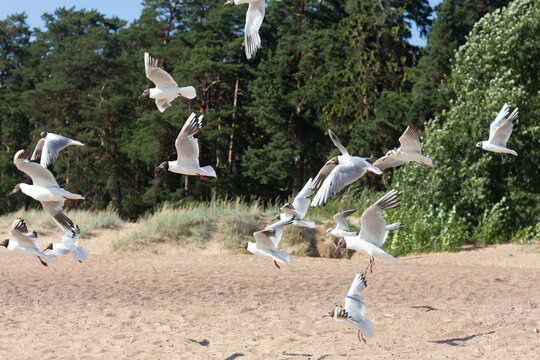Baltic silver seagull. Larus argentatus. Komarovo. Saint-Petersburg