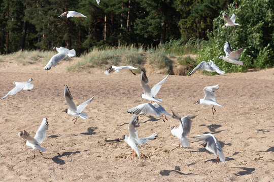 Baltic silver seagull. Larus argentatus. Komarovo. Saint-Petersburg