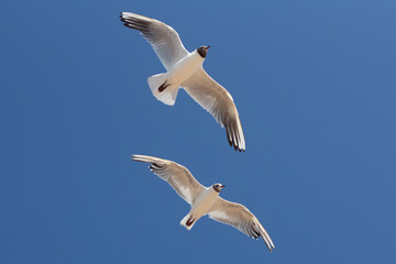 Baltic silver seagull. Larus argentatus. Komarovo. Saint-Petersburg