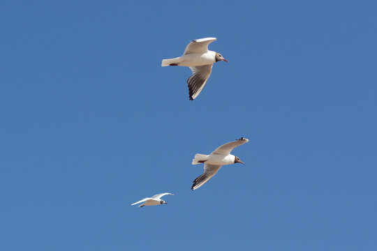 Baltic silver seagull. Larus argentatus. Komarovo. Saint-Petersburg