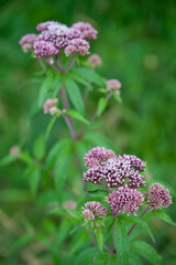 Wild purple flower called Milkweed (close up). Blurred background..