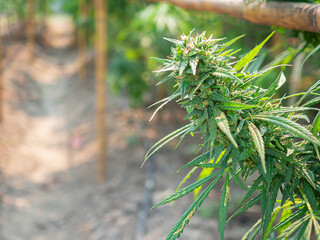 Fresh green cannabis plant with marijuana flower.  Growing organic cannabis herb on the farm...