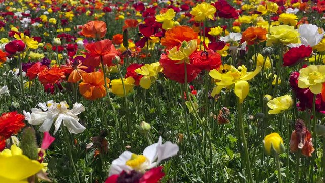 Rows of colorful tulips on the field. Colorful flower field. 