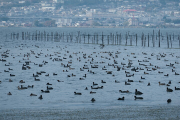 琵琶湖に集まった水鳥の群 - obrazy, fototapety, plakaty