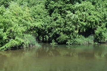 The wild green forest reflected on the water surface in Sapporo Japan