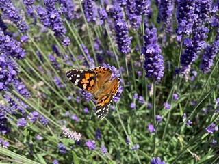 butterfly on lavender