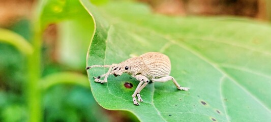 weevil isolated on white background