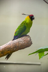 The horned parakeet (Eunymphicus cornutus) is a medium-sized parrot endemic to New Caledonia. It is called 