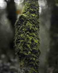 Green Moss on tree in the woods