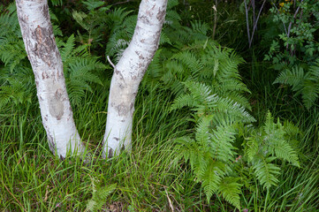 Fototapeta premium Pteridophyta and birch tree (white bark trunk detail) create a beautiful contrast to the foliage..