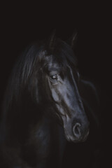 art portrait of young friesian mare horse isolated on dark black background
