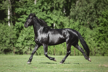 Obraz na płótnie Canvas portrait of young friesian mare horse trotting in green meadow in summer