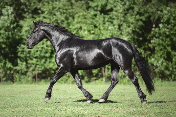 portrait of young friesian mare horse trotting in green meadow in summer