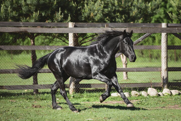 portrait of young friesian mare horse galloping in green meadow in summer