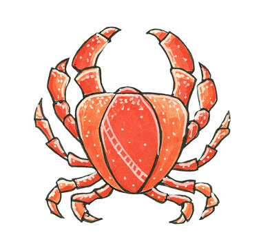 Illustration with sea crab. Hand drawing with markers. Styling for design.