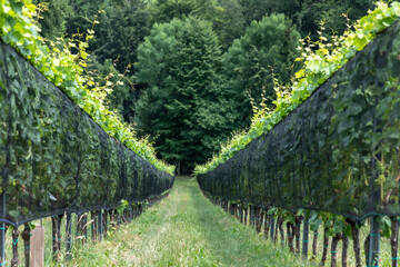 protective net in vineyard in southern styria, an old wine growing country in austria named...