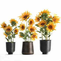 3D illustration of Sunflowers in a rusty flowerpot isolated on white background 