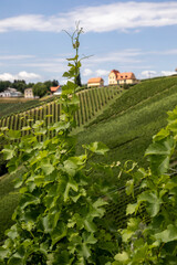 summer in vineyard in southern styria, an old wine growing country in austria named südsteirische...