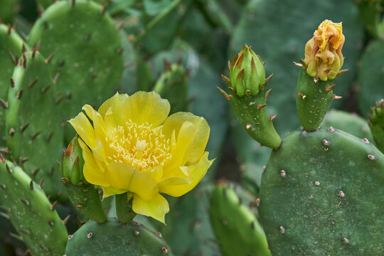 Yellow flower of prickly pear cactus.