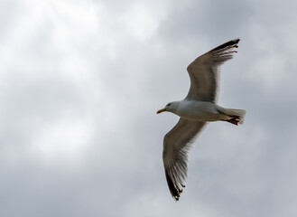 Seagull, Germany. Laridae is a family of seabirds in the order Charadriiformes that includes the gulls, terns and skimmers