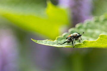 Fototapeta premium Japanese Beetle on Hyssop flower