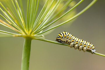 Eastern Black Swallowtail Caterpillar closeup on dill plant