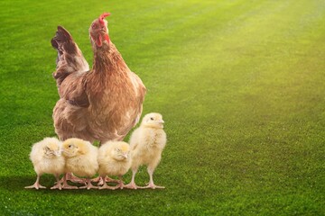 Hen.